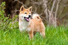 Anonymous whales have transferred slightly under 5 billion Shiba Inu meme coins