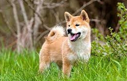 Shiba Inu (SHIB)