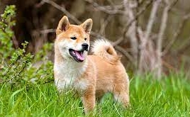 Shiba Inu's Shibarium project