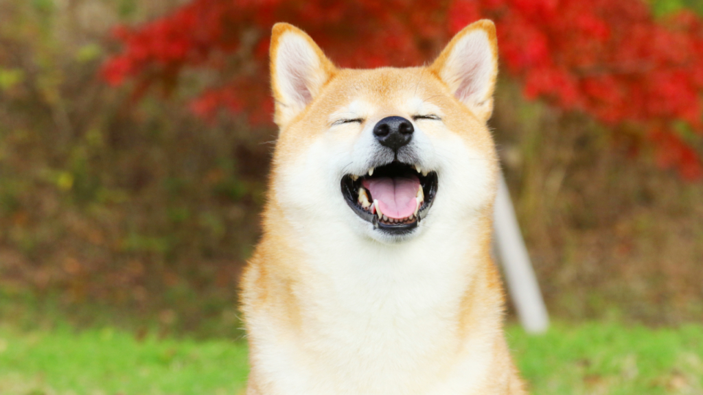 The number of daily transactions over the Dogecoin skyrocketed by a staggering 8,220% last month
