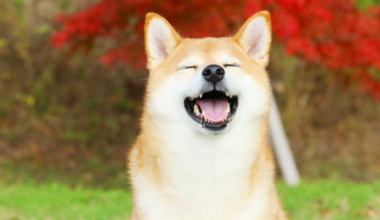 Shiba Inu's Global Adoption Continues