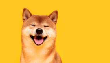 The Shiba Inu (SHIB) community is buzzing with activity as a staggering $115 million worth of SHIB has been moved around by whales.